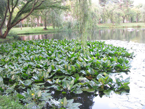 湯沢中央公園の池について 湯沢中里観光協会blog