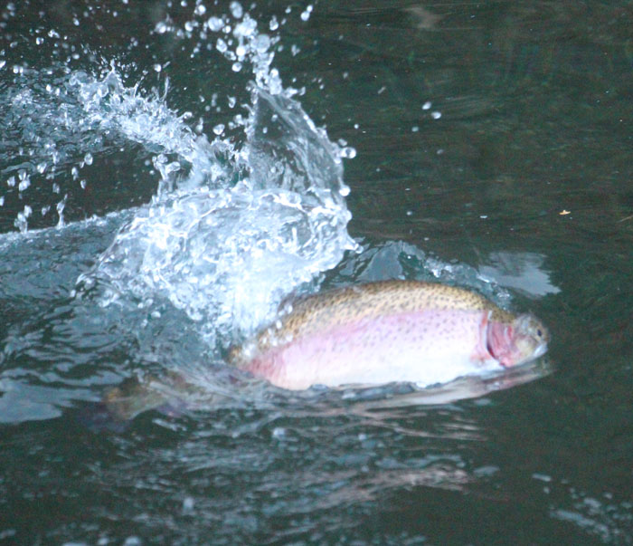 2024年幕開けです。 | 小菅トラウトガーデン ブログ