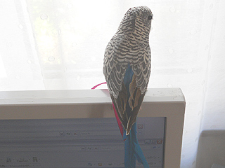 セキセイインコ?