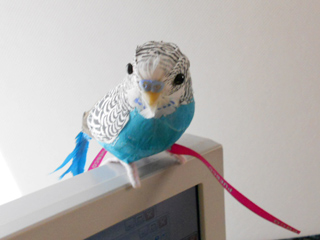 セキセイインコ?