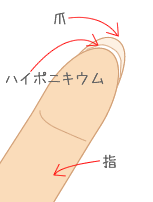 ハイポニキウム