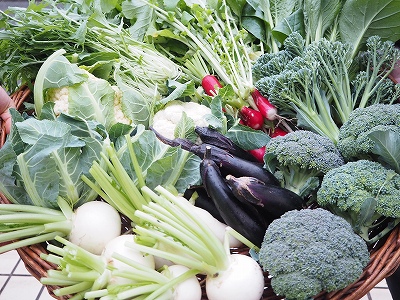 収穫野菜(テクノ・ホルティ園芸専門学校) 2.jpg