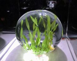 25 テクノホルティ園芸専門学校 すみだ水族館 見学.jpg