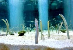 31 テクノホルティ園芸専門学校 すみだ水族館 見学.jpg