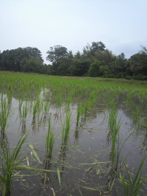 P1000238.jpg