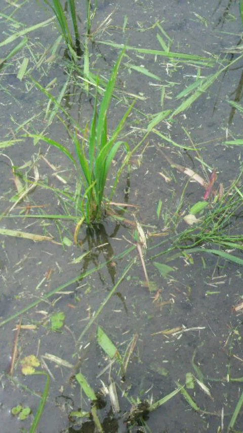 P1000258.jpg