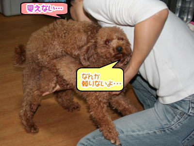 犬の交配補助のやり方 トイプードル白黒パーティー A Happy Dog Life ブリーダーブログ
