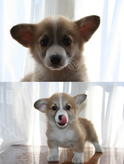 ウェルシュコーギーの子犬オス
