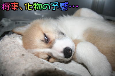 コーギーの子犬オス