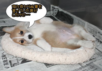 コーギーの子犬オス