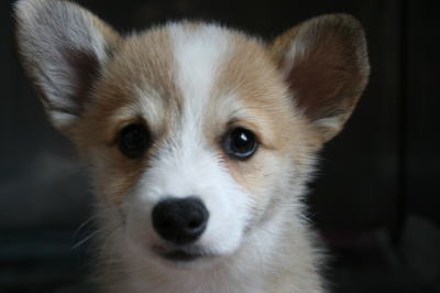 コーギーの子犬メス