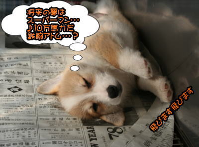コーギーの子犬メス