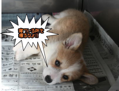 コーギーの子犬メス