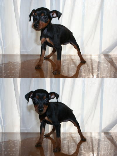 ミニチュアピンシャー(ミニピン)の子犬