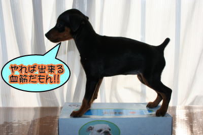ミニチュアピンシャー(ミニピン)の子犬