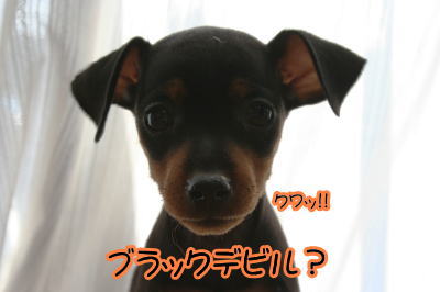 ミニチュアピンシャー(ミニピン)の子犬