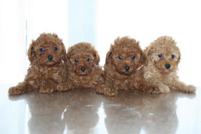 トイプードルレッドアプリコットの子犬