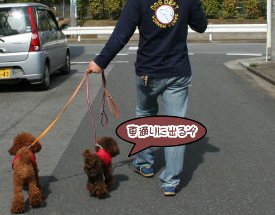 トイプードルレッドとブラウン