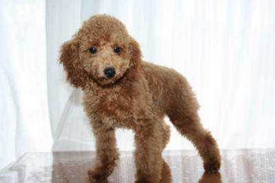 トイプードルレッドの子犬生後5ヶ月