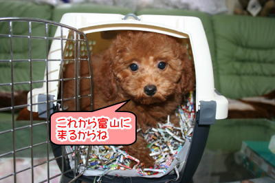 トイプードルレッドの子犬空輸画像