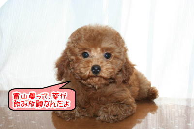 トイプードルレッドの子犬メス画像