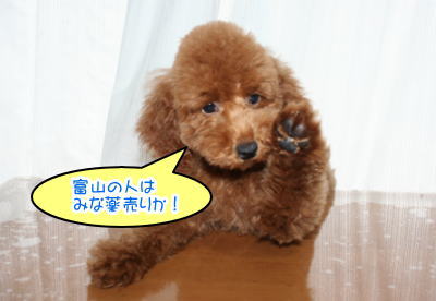 トイプードルレッドの子犬オス画像