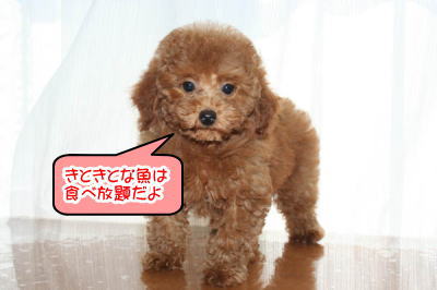 トイプードルレッドの子犬メス画像