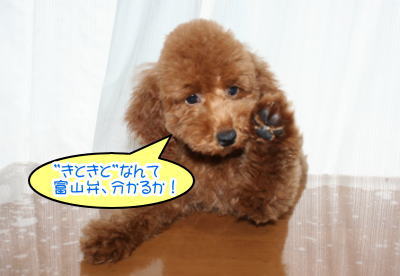 トイプードルレッドの子犬オス画像