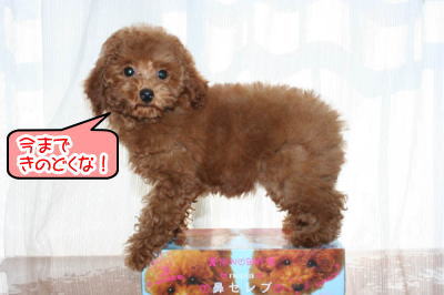 トイプードルレッドの子犬メス画像