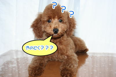 トイプードルレッドの子犬メス画像