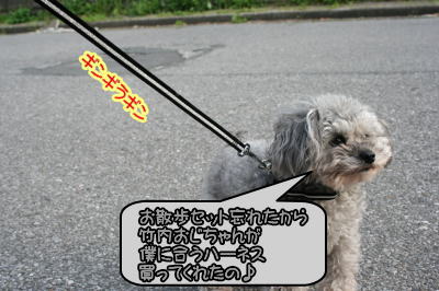 トイプードルシルバー成犬画像