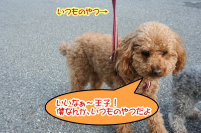 トイプードルレッド成犬画像