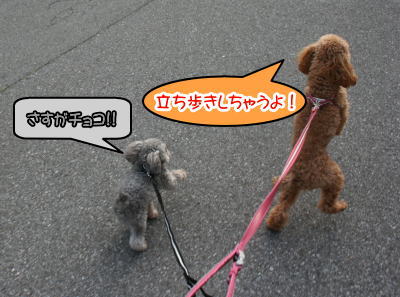 トイプードルレッドとシルバー成犬画像