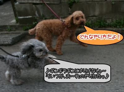トイプードルレッドとシルバー成犬画像