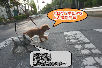 トイプードルレッドとシルバー成犬画像