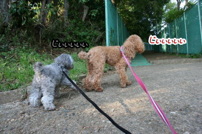 トイプードルレッドとシルバー成犬画像