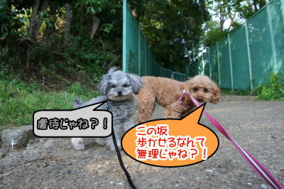 トイプードルレッドとシルバー成犬画像