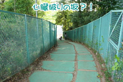 心臓破りの坂画像