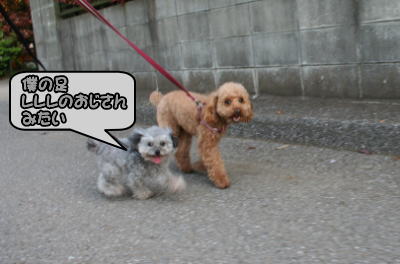トイプードルレッドとシルバー成犬画像