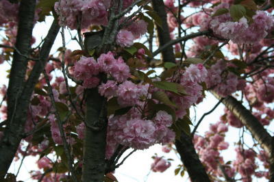 鎌ヶ谷市立南部小学校八重桜