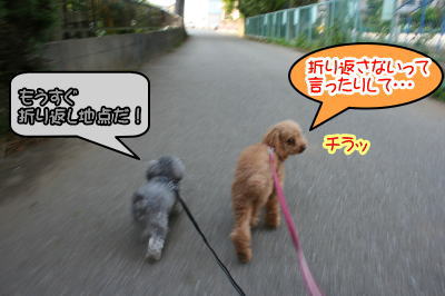 トイプードルレッドとシルバー成犬画像