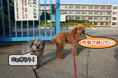トイプードルレッドとシルバー成犬画像