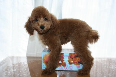 トイプードルレッドの子犬オス画像