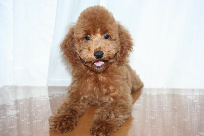 トイプードルレッドの子犬オス画像