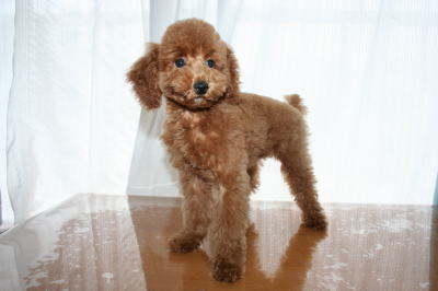 トイプードルレッドの子犬オス画像