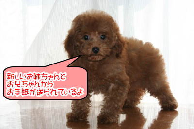トイプードルレッドの子犬メス画像