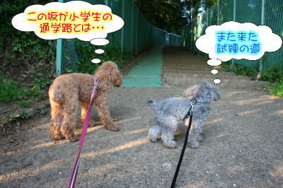 トイプードルレッドとシルバー成犬画像