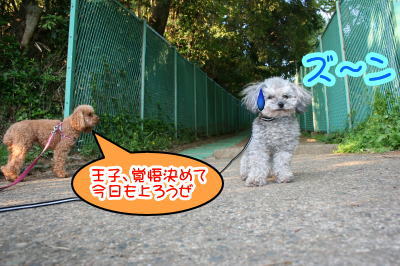 トイプードルレッドとシルバー成犬画像