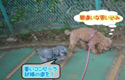 トイプードルレッドとシルバー成犬画像