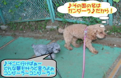 トイプードルレッドとシルバー成犬画像